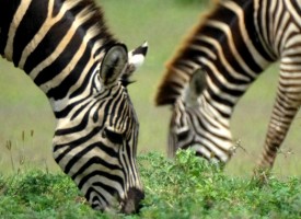 Tanzanie