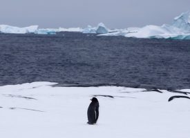 Antarctique